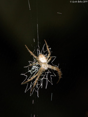 Argiope