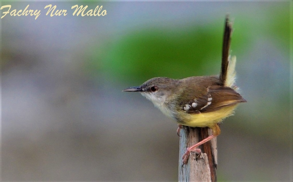 Bar-winged Prinia (Prinia familiaris) photo