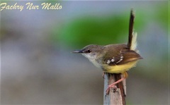 Bar-Winged Prinia photo 1