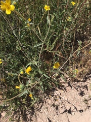 Mentzelia gracilenta