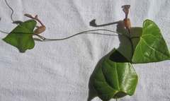 Aristolochia tamnifolia