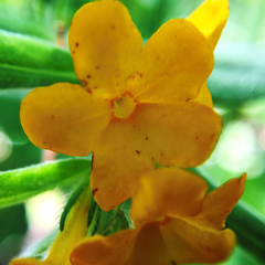 Lithospermum canescens