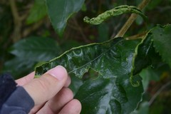 Aceria melicyti