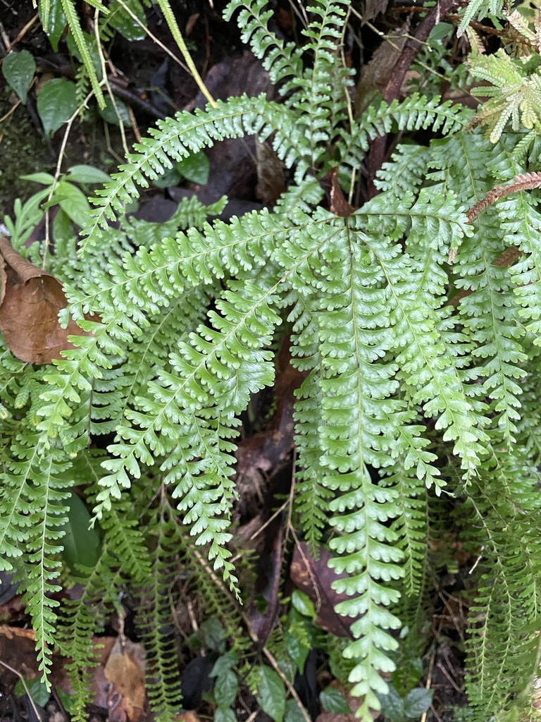 Lindsaea lobata (Lindsaea lobata)