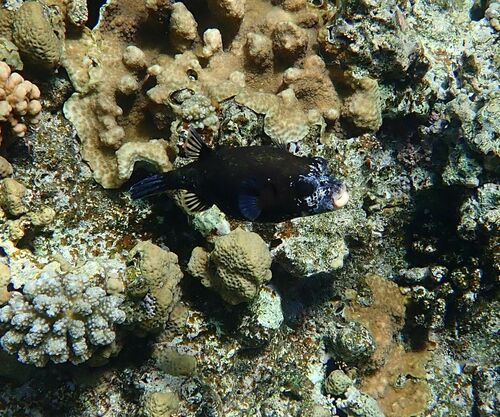 Masked Puffer — seen at this dive site