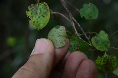 Puccinia otagensis