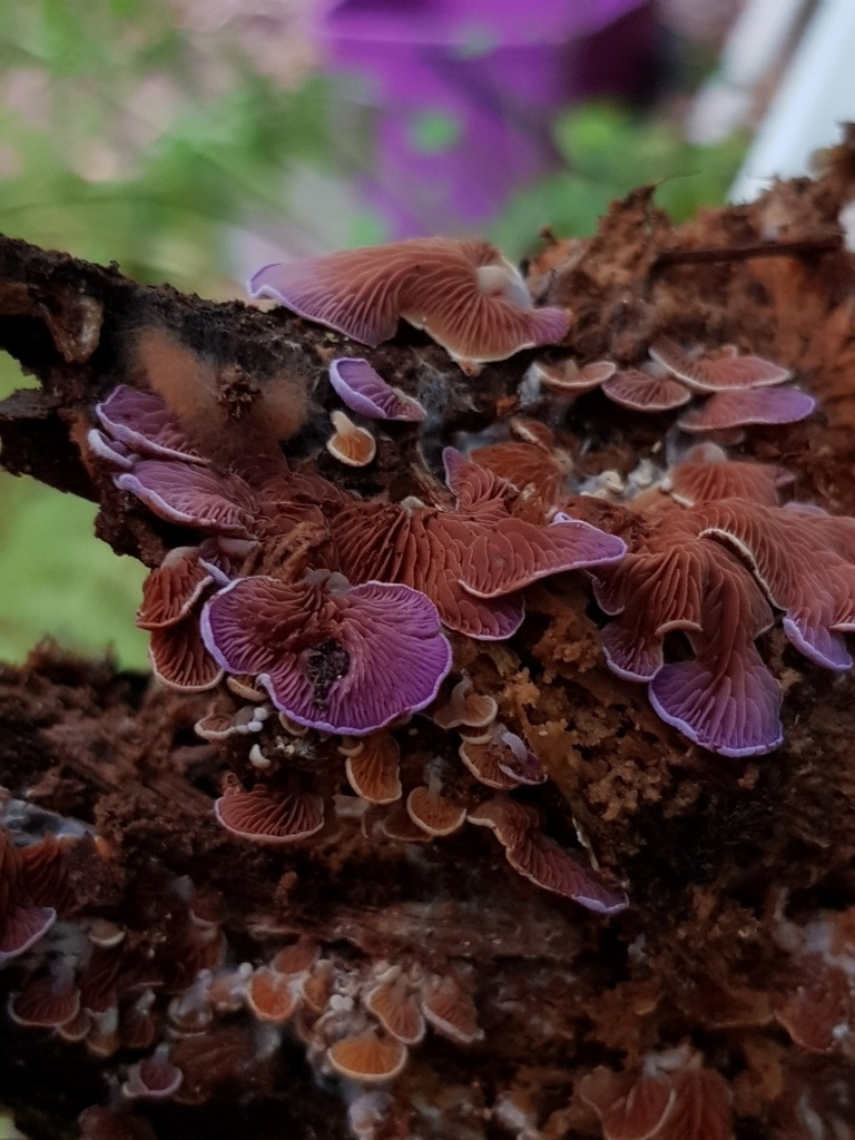 Pyrrhoglossum pyrrhum