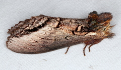 Hylaeora eucalypti
