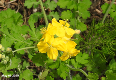 Chelidonium asiaticum