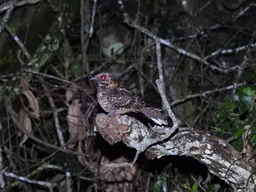 Montane Nightjar (Caprimulgus poliocephalus)