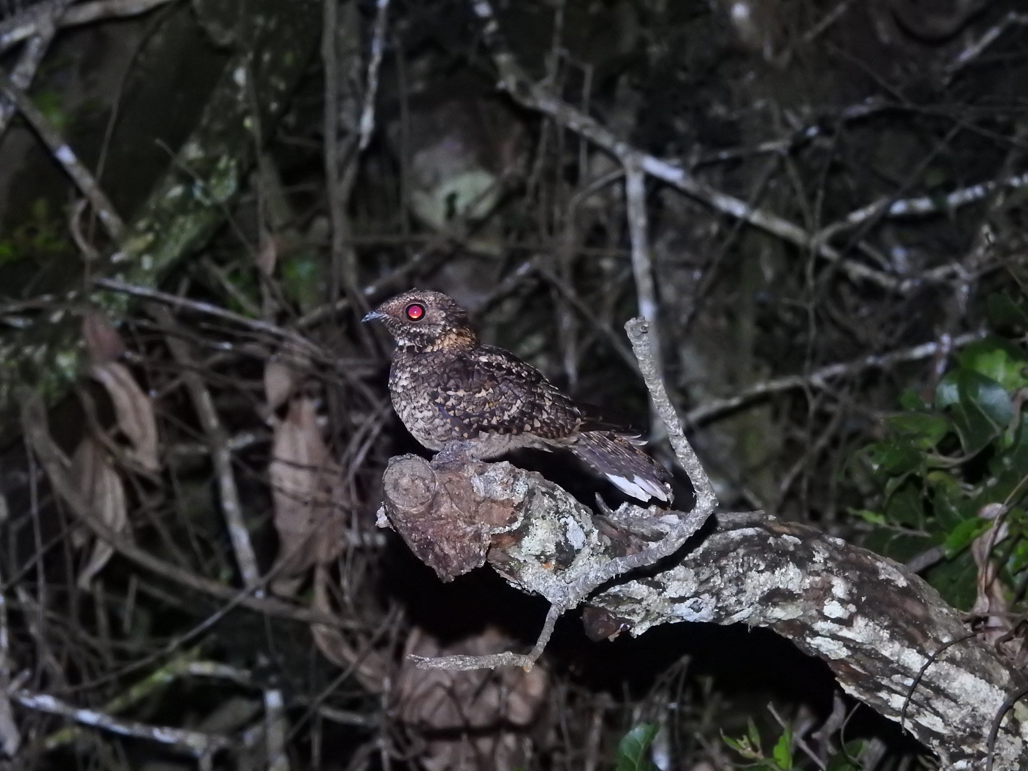 Montane Nightjar (Caprimulgus poliocephalus), photo 1
