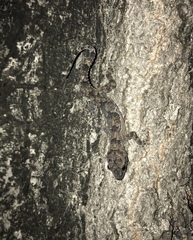 Hemidactylus mabouia