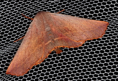 Monoctenia smerintharia