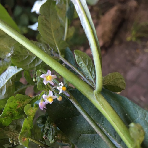 Image of Solanum opacum by no rights reserved