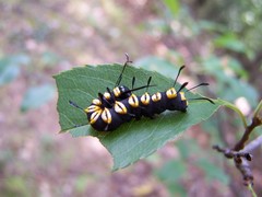 Acronicta funeralis