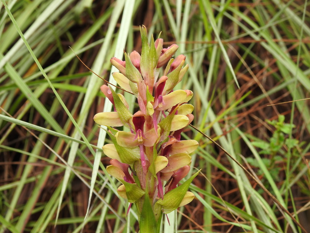 Disa zombica