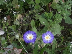 Convolvulus tricolor