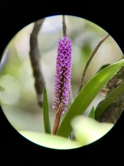 Arpophyllum giganteum