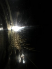 Scutigera coleoptrata