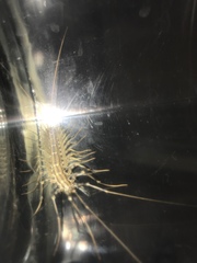 Scutigera coleoptrata