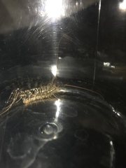 Scutigera coleoptrata