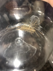 Scutigera coleoptrata