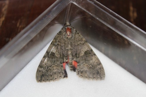 Red Underwing, De Marne, NL-GR, NL, photo 10 of 10