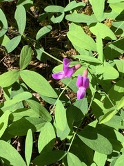 Lathyrus nevadensis