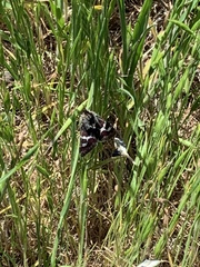 Heliothodes diminutiva