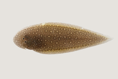 Rock Sole photo 5