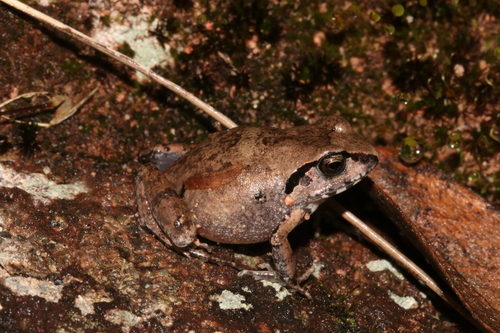 Ahl's Squeaker, Arthroleptis affinis