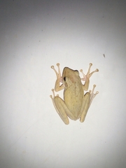 Polypedates leucomystax