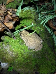 Duttaphrynus melanostictus
