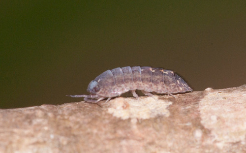 Cubaris marmorata