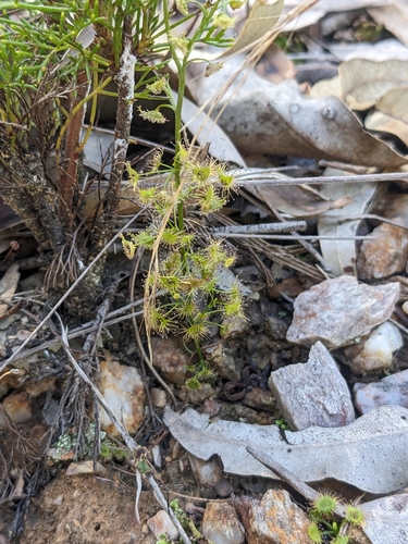 Image of Drosera lunata by no rights reserved