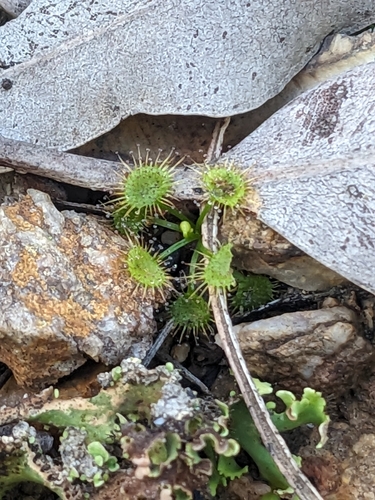 Image of Drosera lunata by no rights reserved