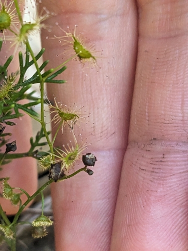 Image of Drosera lunata by no rights reserved