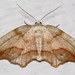 Friendly Probole Moth - Photo (c) Nick Block, some rights reserved (CC BY), uploaded by Nick Block