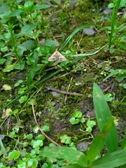 Diasemia