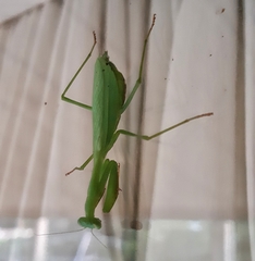 Miomantis caffra