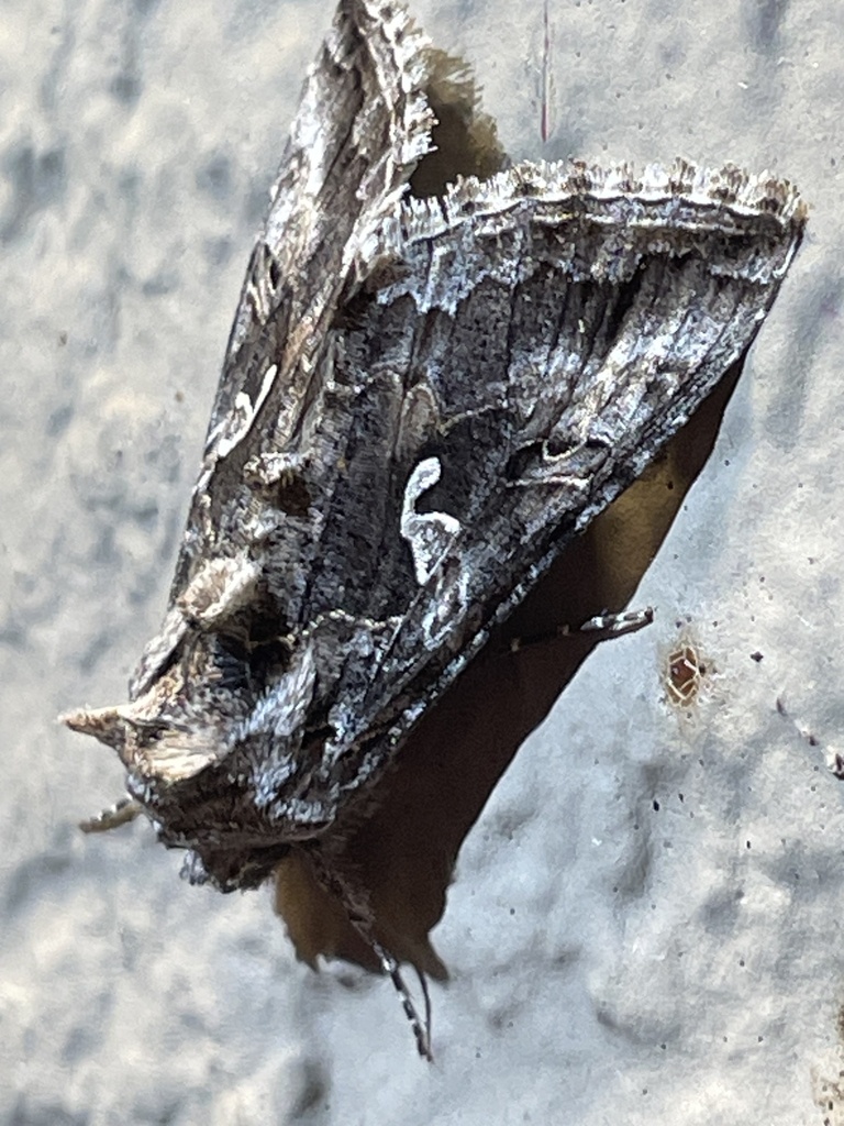 autographa-from-21st-ave-sw-seattle-wa-us-on-may-11-2024-at-12-46