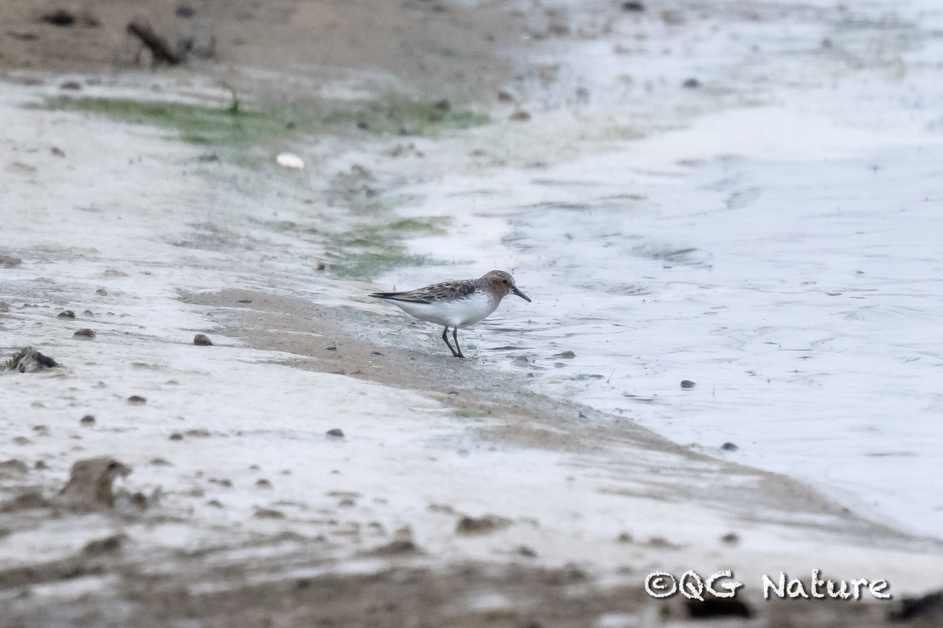 Red-necked Stint