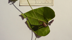 Aristolochia tamnifolia