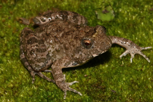 Common Toad-frog, Phrynobatrachus natalensis