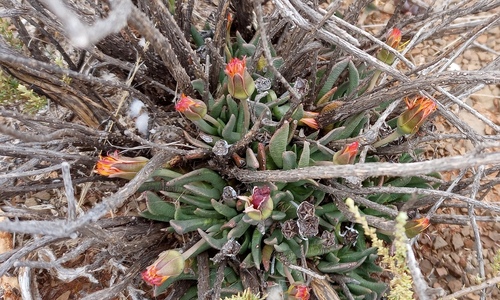 Hereroa stenophylla L.Bolus 2