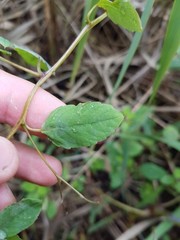 Impatiens capensis