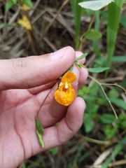 Impatiens capensis