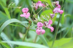 Impatiens glandulifera