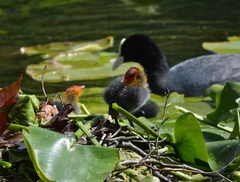 Fulica atra