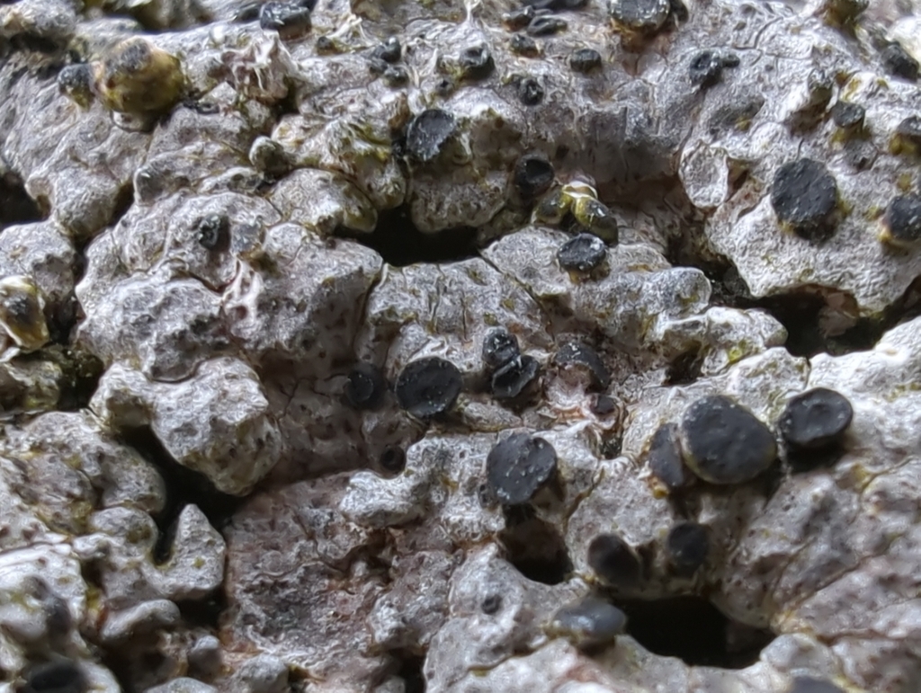 Herteliana alaskensis